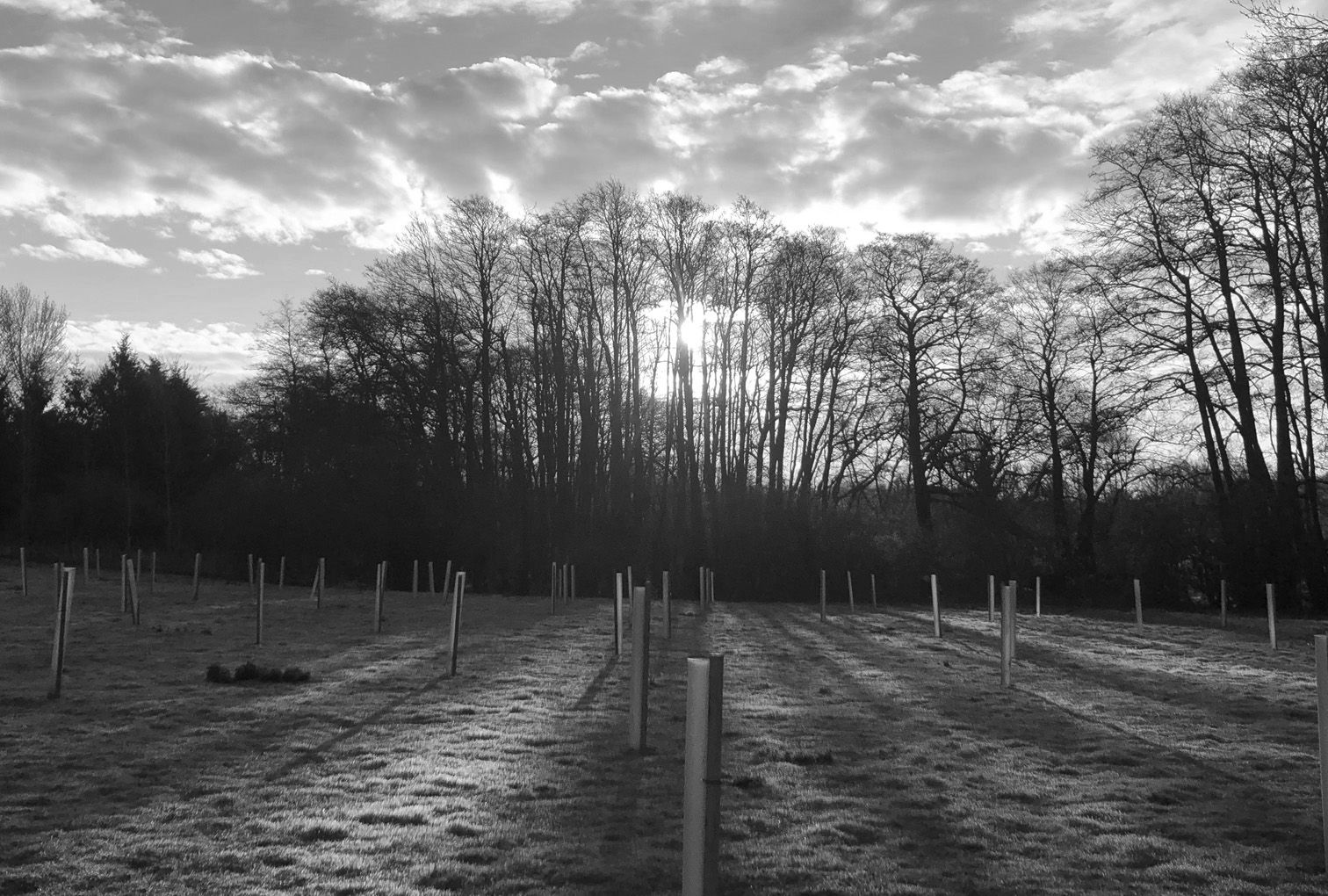 Environmental Schemes image